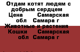 Отдам котят людям с добрым сердцем › Цена ­ 1 - Самарская обл., Самара г. Животные и растения » Кошки   . Самарская обл.,Самара г.
